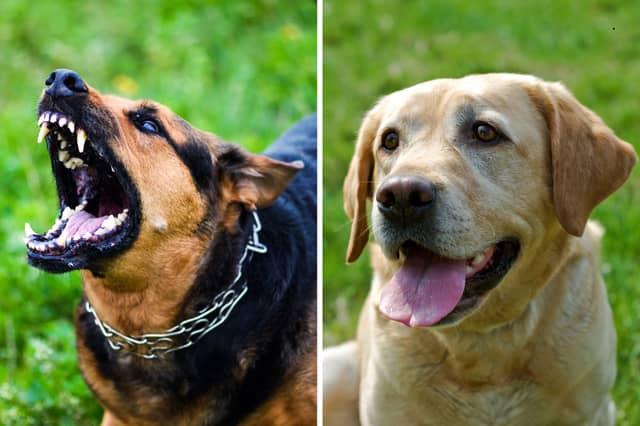Different breeds of dog can have very different levels of aggression.