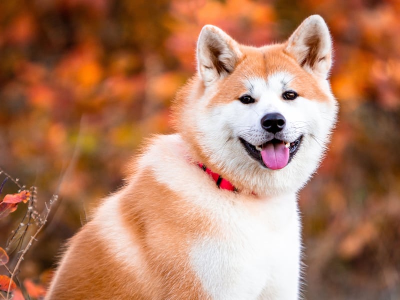 The Akita is essentially Japan's equivalent of the German Shepherd - commonly used as police and guard dogs. Again, it's important to make sure its natural aggression is put to good use.