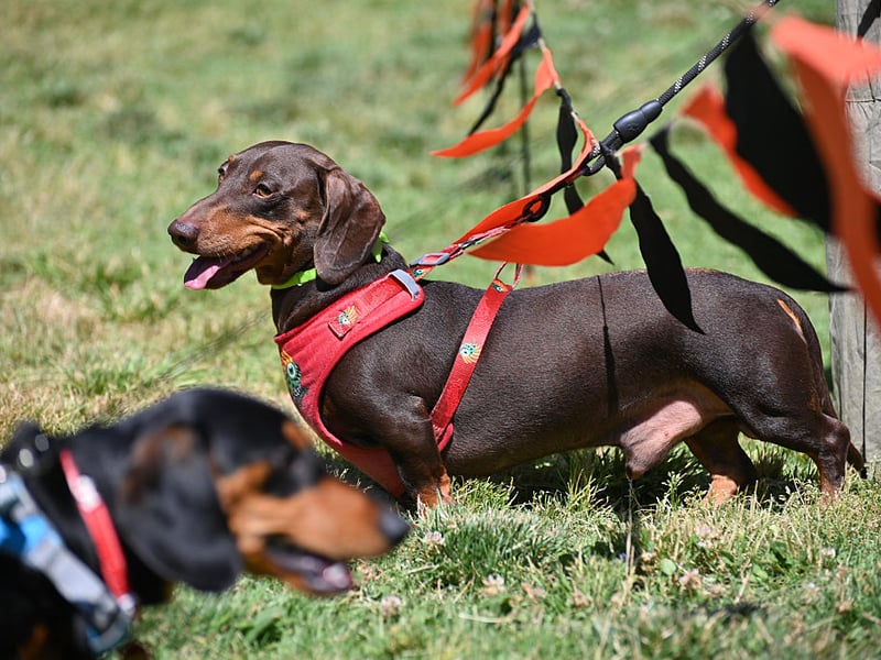 Ask any Dachshund owner and they will confess that their adored pup isn't always the easiest pet to have in the house. Sausage Dogs are notoriously badly behaved and are not averse to turning to snarls, growls and nips if they aren't getting their own way. 