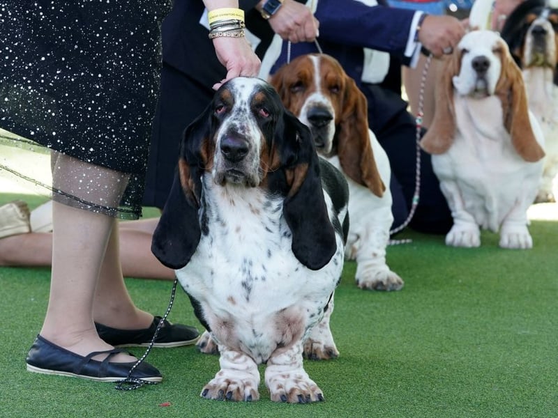 It takes serious amounts of energy to be aggressive - reserves that the notoriously lazy Basset Hound will be loath to dip into unless really needed.