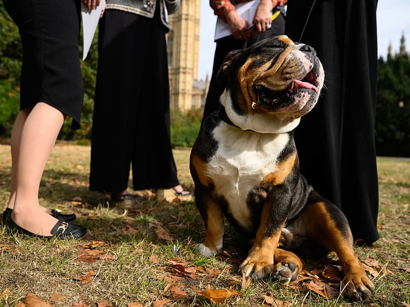 Both the English Bulldog and the smaller French Bulldog tend to be fairly peaceable breeds - they actually have very powerful jaws but are unlikely to use them for anything more harmful than chewing a favourite stick. 