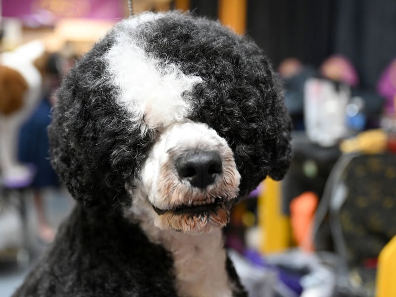 Sometimes aggression can be caused due to a lack of understanding so often the most intelligent dogs can be the least aggressive. The Portuguese Water Dog is one such bright spark that has the added bonus of being low-shedding so suitable for allergy sufferers.