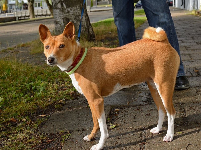 The Banenji famously doesn't bark but it's extreme territorial instincts can lead to problematic aggression - particularly towards other dogs. You also wouldn't want to leave them alone with a small pet like a rabbit or hamster - these are dogs with a sky-high prey drive.