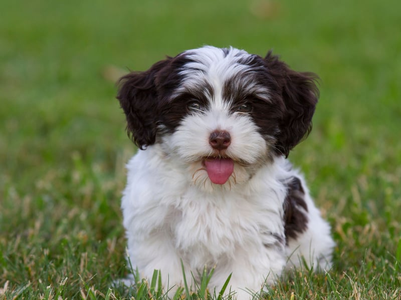 A more diminuative pup that doesn't suffer from the 'small dog syndrome' that often leads to aggression is the Havanese. These dogs were originally bred in Cuba and just like to snuggle up with their owner. If they aren't able to they may get a little grumpy, but never aggressive.