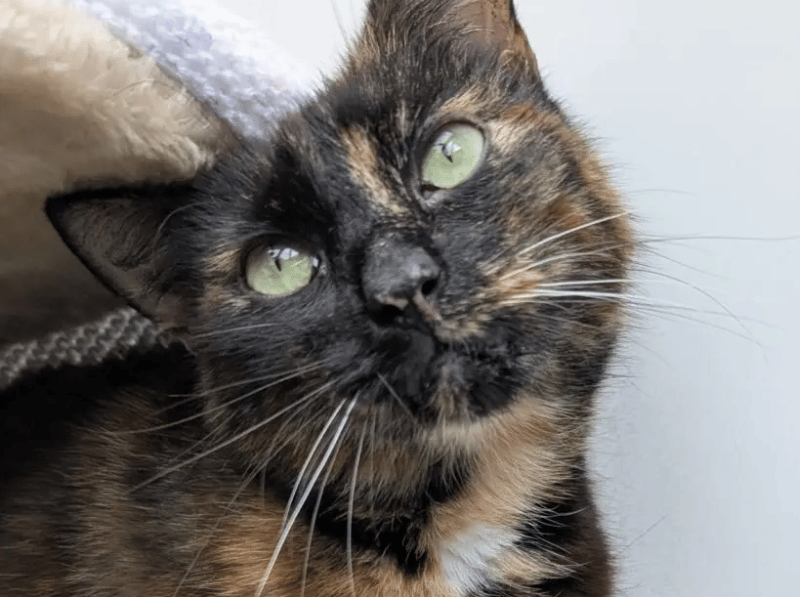 Donna arrived in care in July, she’s come from a multi-cat household but the shelter doesn’t know any further history. It took Donna a while to start settling in, she was very nervous in care to begin with, always hiding and hissing and hissing if anyone went too close. Once she started getting used to her surroundings, the staff started to see the loving girl that she really is.