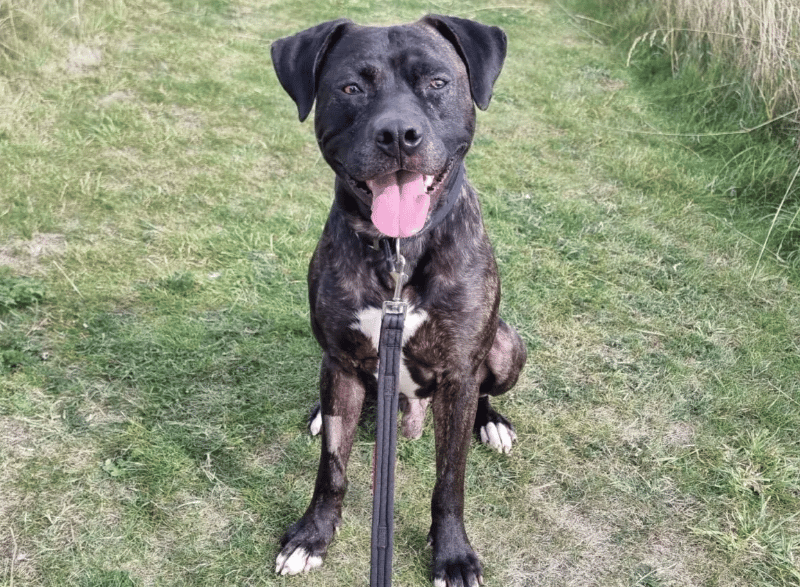 Reuben is big lad with a big heart and a big personality. He seems to have little idea of his size and therefore plays like a small pup. Reuben is fun and full-on and can be boisterous and silly, but means no harm – he is just full to the brim of love and playfulness. Reuben can be vocal when he sees another dog, but once up close has shown great manners.