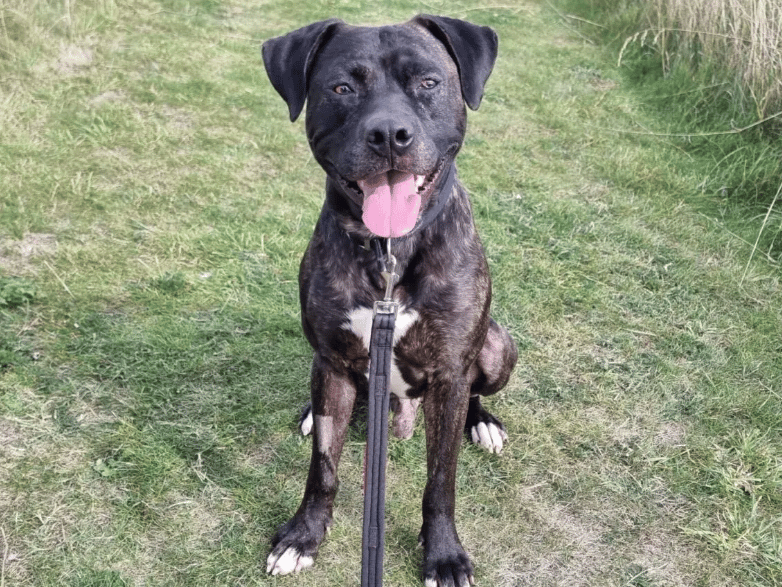 Reuben is a big lad with a big heart and a big personality. He seems to have little idea of his size and therefore plays like a small pup. Reuben is fun and full-on and can be boisterous and silly, but means no harm – he is just full to the brim of love and playfulness. Reuben can be vocal when he sees another dog, but once up close has shown great manners.