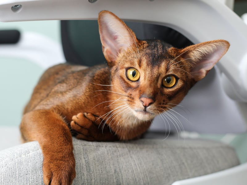 Abyssinians are active, curious, and socially intelligent cats. Although usually less demanding vocally than Siamese, they communicate through distinctive chirps, trills, and softer meows, particularly during play and exploration.