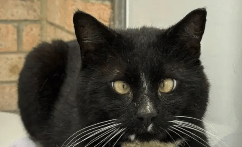 Franklin is a lovely and friendly chap who loves a good explore of his surroundings! He loves to say hello to his human friends and have a good wander of our cattery to check out what’s going on. He loves treats and being made a fuss of and also enjoys having a brush.