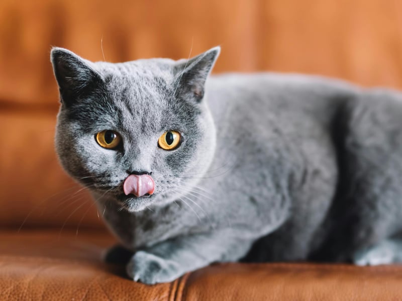British Shorthairs are independent and placid kitties. They enjoy short bursts of play but mostly prefer sitting comfortably, observing their surroundings, and sleeping for hours on end - happily purring away to themselves.