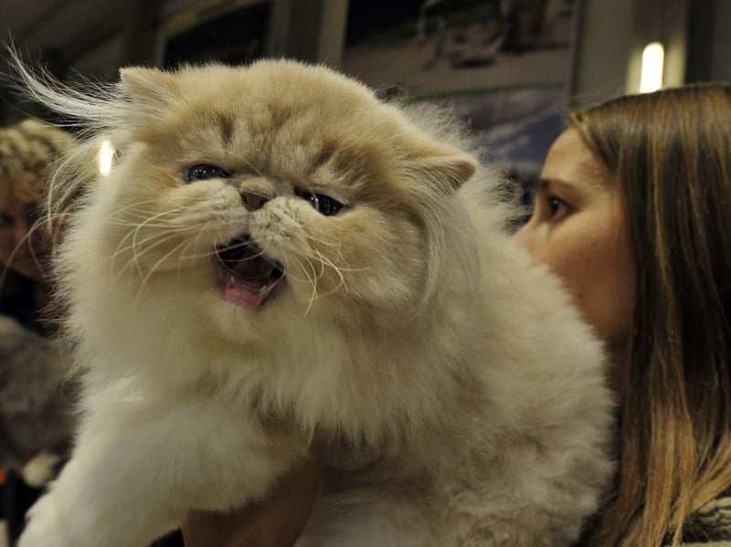 Persians are low-energy cats that really thrive in quiet and chilled environments. Their luxurious heavy coats and calm temperament make them more inclined to lounge around than chase around your home playing with toys.