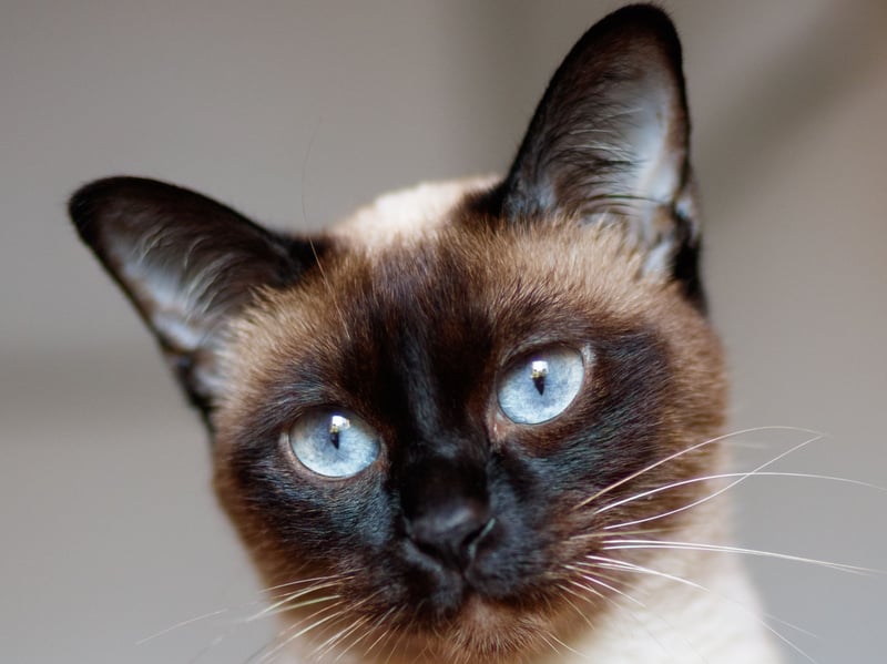 Siamese cats are noisy, nosy, social, and energetic. These are cats that need constant interaction, and become restless without engagement. Good luck working from home with one of these cats around - they will provide constant distractions due to their antics.
