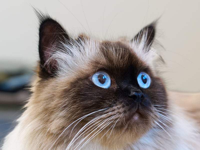 Himalayans combine Persian calmness with Siamese traits. Despite occasional playfulness, they are mostly sedentary, enjoying warm laps, soft bedding, and quiet environments where they can rest undisturbed. Prepare to have a grumpy cat if you dare to wake them!