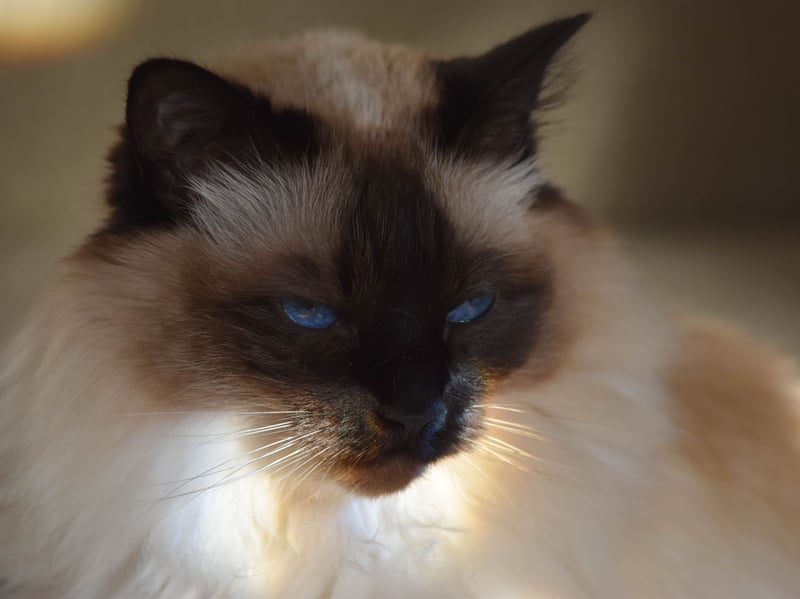 Balinese cats combine elegance with high energy. Closely related to Siamese, they are playful, vocal, and intelligent, needing frequent engagement to satisfy their active and curious nature. 