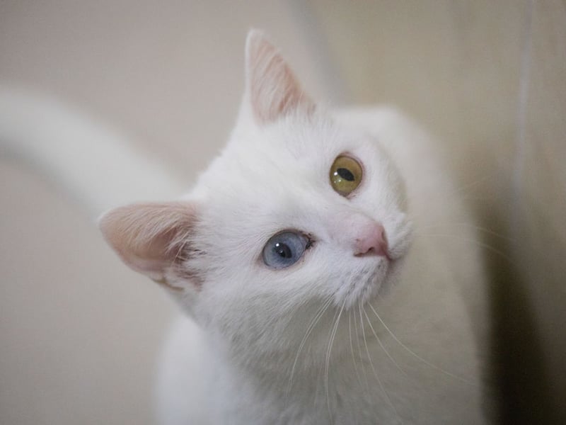 Turkish Vans are a muscular breed of cat making them natural athletes - aside from the usual catty jumping, climbing and running they are also talented swimmers and love playing in and around water. 
