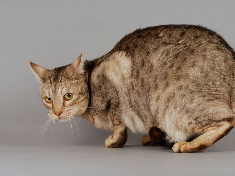 Named after its resemblance to the wild Ocelot, the Ocicat is actually 100 per cent domesticated - created by mixing Siamese, Abyssinian, and the American Shorthair. They are as athletic and energetic as any wildcat though, needing regular physical and mental stimulation to prevent boredom and restlessness. 