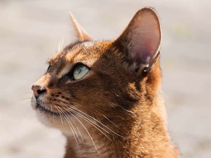 Adorable Abyssinians are eternally curious and rarely sit still. Their natural inquisitiveness means that they are always busy exploring and they are known as one of the most playful domestic breeds.