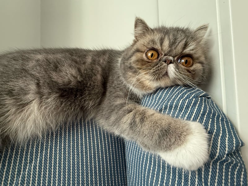 Exotic Shorthairs share the Persian’s calm personality without the high-maintenance coat. They are affectionate lap cats who would pick cuddling over running around nine times out of 10.