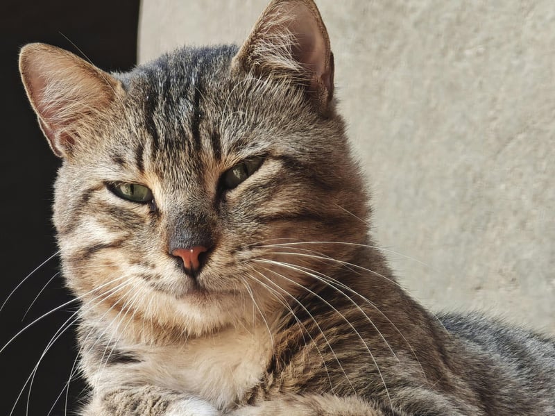 Egyptian Maus are one of the fastest breeds of domestic cats. - watch out mice! Their natural agility and hunting instincts drive bursts of activity, making them playful, alert, and constantly ready to chase or explore.
