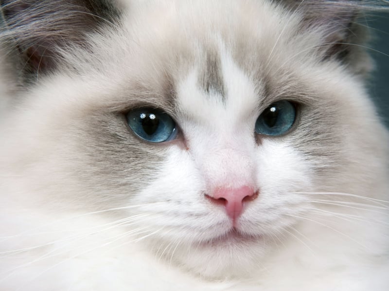 Now we're moving onto the laziest breeds in the feline world. Ragdolls are famously floppy and relaxed, often going completely limp when held by their beloved owner. They prefer lounging over climbing, follow owners calmly, and are content spending long hours napping in their fave cozy spot. 