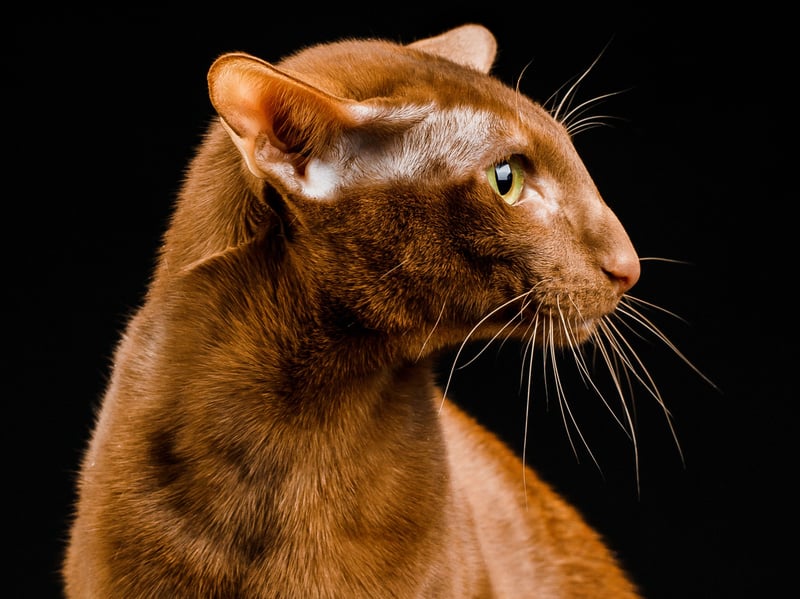 Closely related to Siamese, Oriental Shorthairs are similarly lively and inquisitive. They enjoy climbing heights and investigating everything, thriving in environments where they receive regular stimulation and companionship.