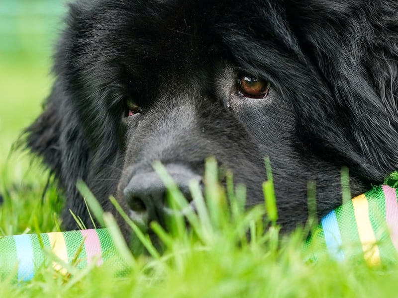 Perhaps the ultimate in canine couch potatoes, Newfoundlands will only excercise if it's really needed - it takes a lot of energy to move a body as big and theirs.