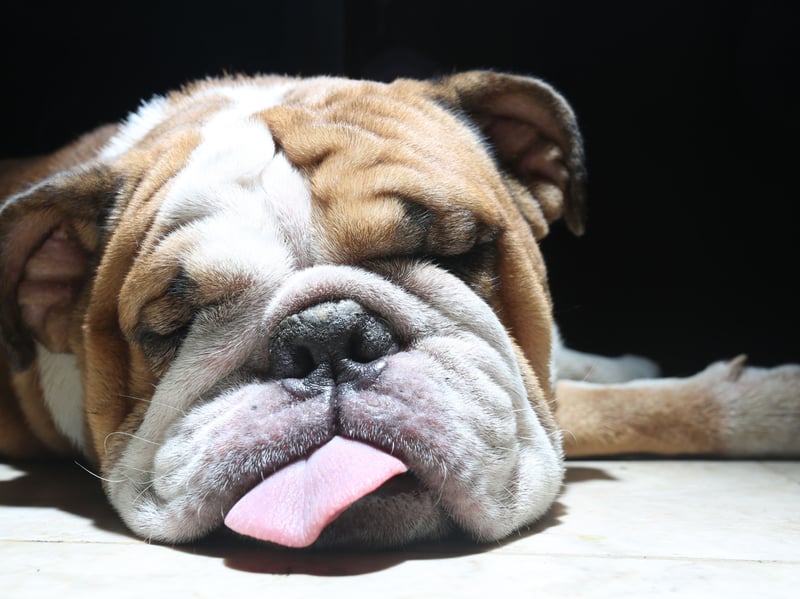 Bulldogs aren't built for exercise - getting hot and tired easily. They'd far rather sneak up onto your bed for some shut-eye.