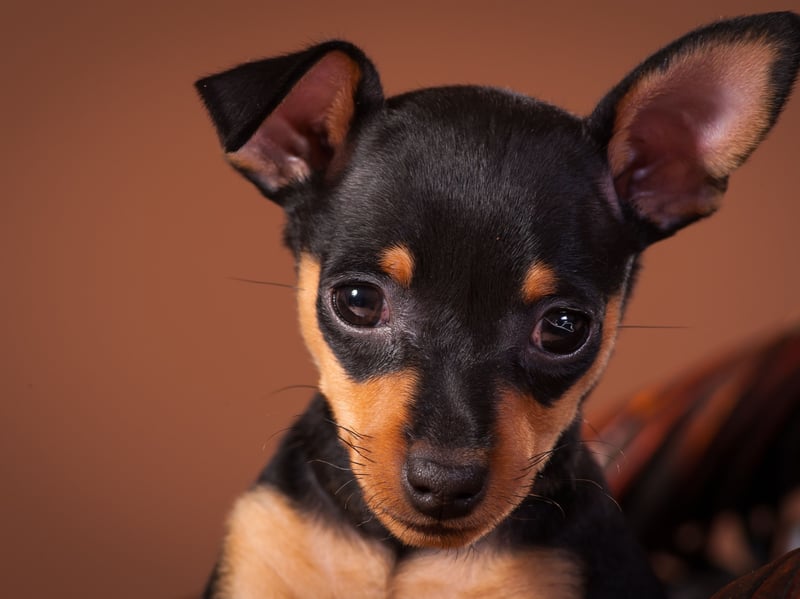 Most small dogs are pretty lively, but the Miniature Pinscher is a diminutive breed that can get most of its exercise without leaving home, before curling up for some serious napping. 