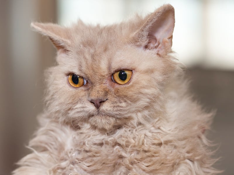 Selkirk Rex cats are a mellow and tolerant breed of cat. They enjoy affection and gentle play but are generally content lolling around their home, meaning they are ideal additions to relaxed households.