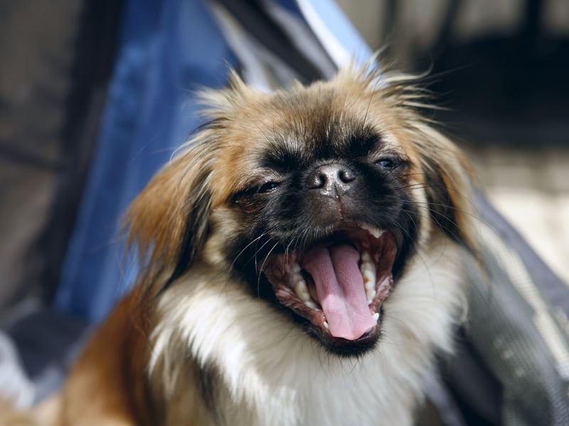 Originally bred for royalty, Pekingese dogs enjoy luxury and relaxation. They dislike strenuous activity, preferring to lounge comfortably and move only when necessary, maintaining their dignified, laid-back demeanor at all times.