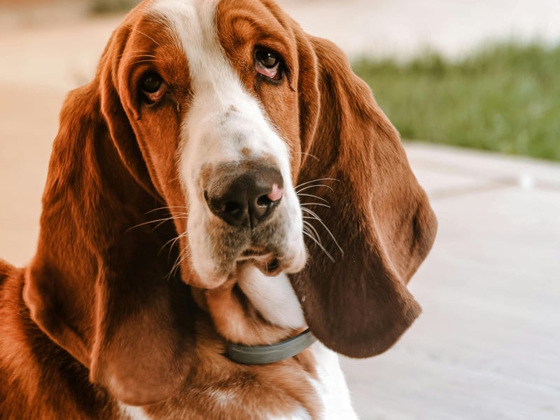 Basset Hounds are just as lazy as they look - a big body and short legs aren't a great combination for running around a park or chasing a ball.