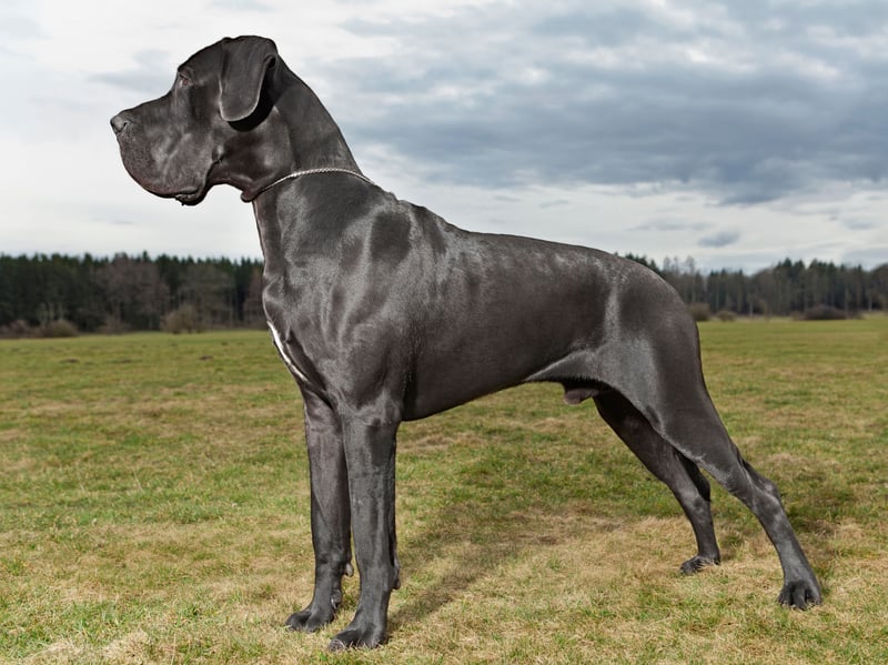 Great Danes are as lazy as they are huge. A quick trot around the block and they'll be ready to lie on a rug for a few hours.