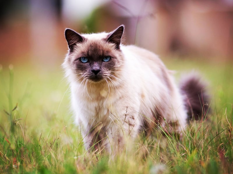Birmans are relaxed and affectionate cats that enjoy a play a couple of times a day but who are then happy to curl up for a long and enjoyable sleep. You'd certainly never describe them as being 'high energy'.