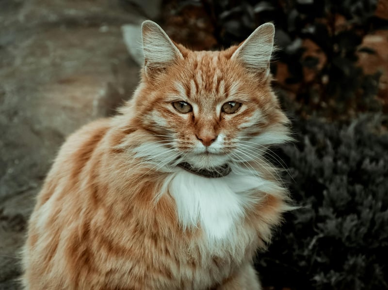 Maine Coons are large, gentle cats with moderate energy. Though playful at times, they mature into relaxed companions who don't require constant activity. The couch will be this breed's best pal.