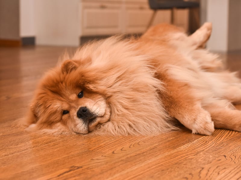 We're starting with the world's laziest canines. Permanently sleepy, according to the American Kennel Club if left to its own devices the Chow Chow will only be active for 43 minutes a day. 