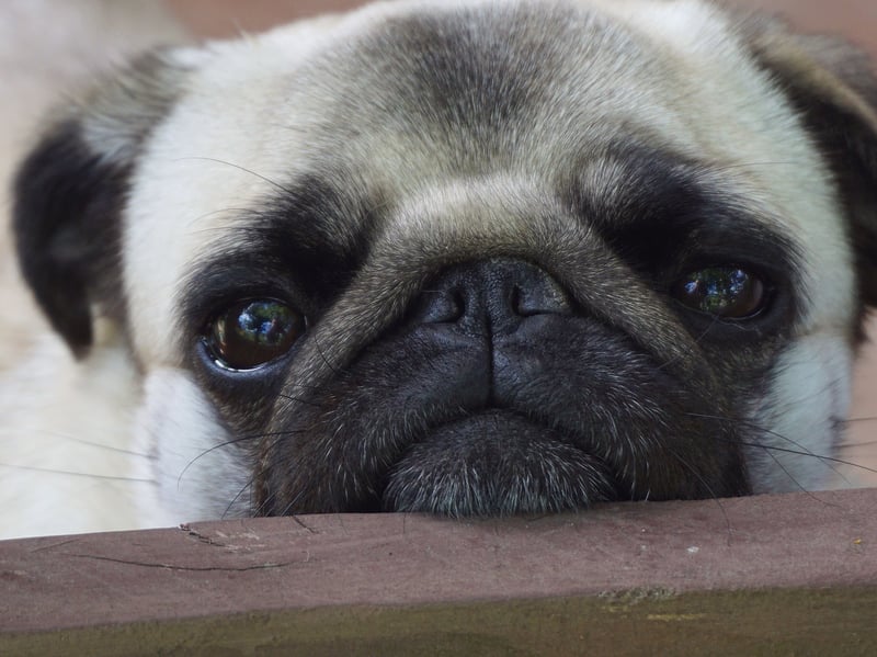 Compared to the other dogs on this list, the Pug is actually quite lively. Because of their tiny size though, by the time they've reached the front door they'll already be exhausted.