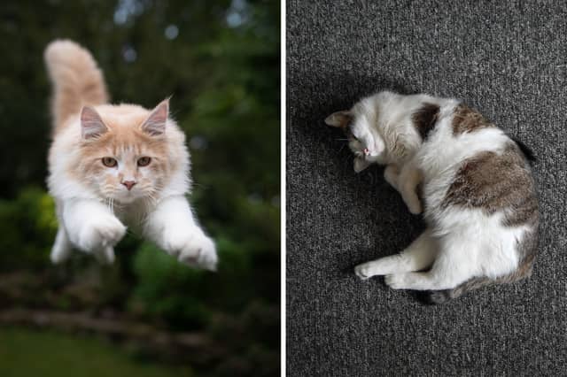 Some cats like to be out-and-about adventuring, while others are happiest snoozing.