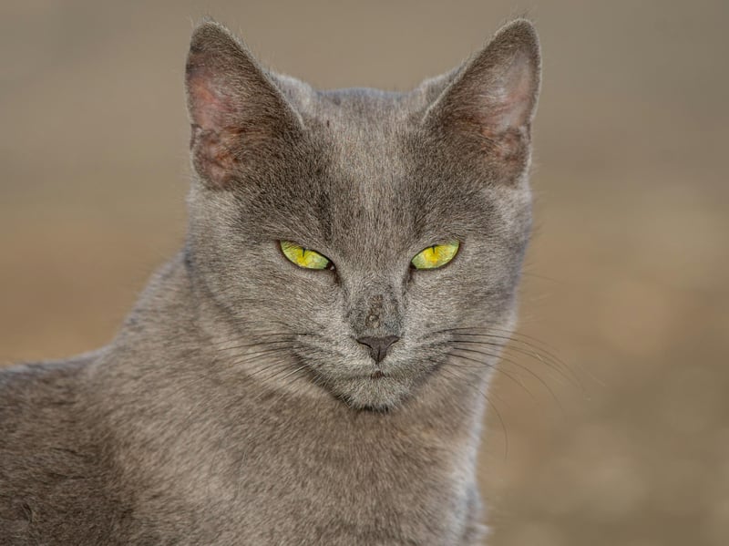 Chartreux cats are quiet and calm. They form strong bonds with their owners but communicate this through curling up on your lap rather than being your constant play buddy.