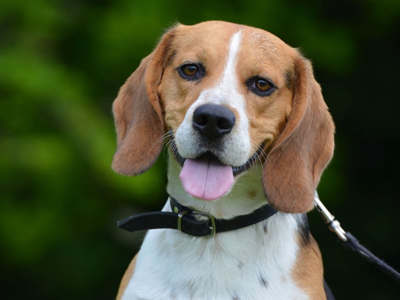 For most of their history, the Beagle has mainly been kept as a hunting dog. Their excitable and alert nature, habit of barking at any stimulus and love of running in packs can cause issues in a sedate family home.