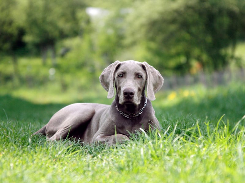 Powerful and energetic, Weimaraners were developed as hunting companions and need considerable daily activity. Running, hiking, retrieving, tracking, and interactive play help satisfy their substantial physical and mental needs.