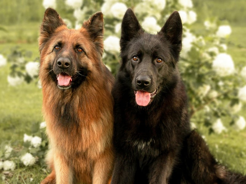 Bright, strong and obedient, it’s no wonder that German Shepherds are often used in police forces. They are very loyal companions that are not well-suited to apartment life and require at least a couple of hours of exercise every day. Get them stuck in engaging and physically demanding activities – you will soon discover that they are great fun to both train and go on adventures with. The same is true for the Belgian Malinois.