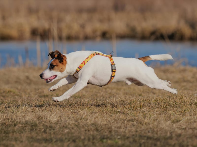 The tiny Jack Russell is a leading  contender for the most energy per pound of pup. If they don't get anough exercise then that energy has to go somewhere - mainly barking and jumping around for the slightest tiny reason. 