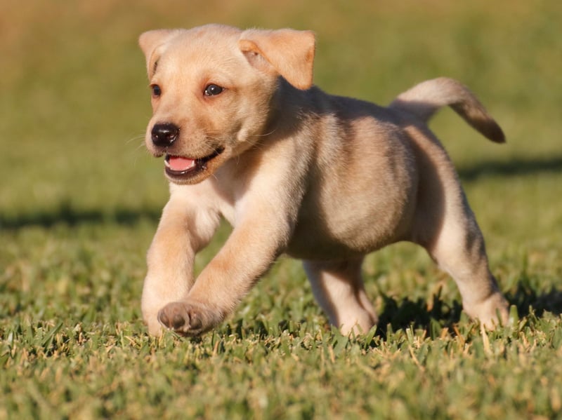 The Labrador is a very friendly, loved and popular dog that requires a lot of physical activity. Alongside frequent walks by the beach or in the countryside, it also enjoys playing fetch (as the name suggests!) and splashing about in water. Their close cousin the Golden Retriever have a soft spot for swimming too. Both very active and clever, they can love to engage in strenuous activities – so make sure you make allowances for that.