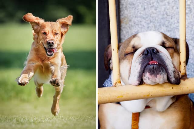 Different breeds of dog have significantly different energy levels.