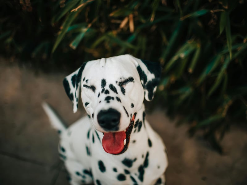 Moving onto the most active dog breeds now and the Dalmation. These spotty dogs are great exercisers and ideally need two hours of physical activity per day. Once used as ‘carriage dogs’ to guard the passengers and reassure the horses in the stable at night, running long distances is in their DNA. While not the quickest of sprinters, Dalmatians have tonnes of energy. They will truly benefit from long trots in the countryside and mentally stimulating activities.