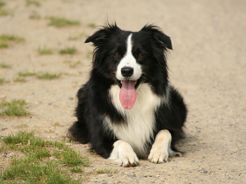 If you ever ask a class of dog breeds whether they enjoy working, Border Collies will certainly raise their paw. Often involved in sheep herding, these pooches are always on the move and are quick to complete their tasks. To keep them physically and mentally stimulated, make sure to provide them with lots of exercise. With all that energy, it takes quite a while to wear them out.