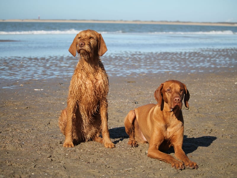 The Hungarian Vizsla is another hunting dog that can find life in a modern home a bit boring, which can lead to them becoming problematically excitable. They relish a challenge so plenty of outdoor time and energetic games are essential to keep them physically and mentally fit.