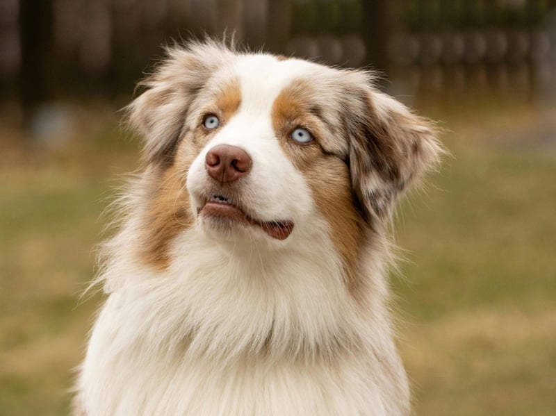Australian Shepherds are energetic, intelligent working dogs that thrive on activity and companionship. They enjoy running, hiking, agility, obedience, herding, and challenging games that keep their minds occupied.
