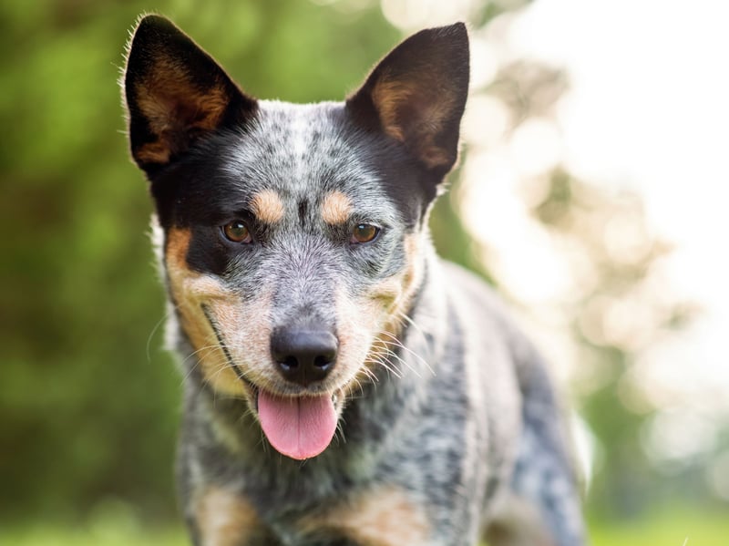 Bred to work livestock over challenging terrain, Australian Cattle Dogs have exceptional stamina, intelligence, and determination. They need vigorous exercise, training, problem-solving games, and meaningful activities every day.