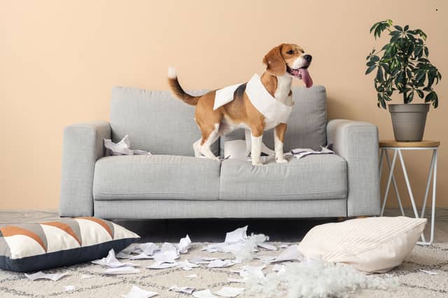 A Beagle, 10 minutes after being told to keep off the couch.